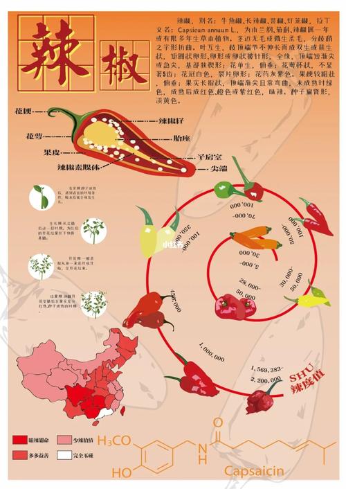 辣椒种植模式  信息，辣椒种植模式 信息图