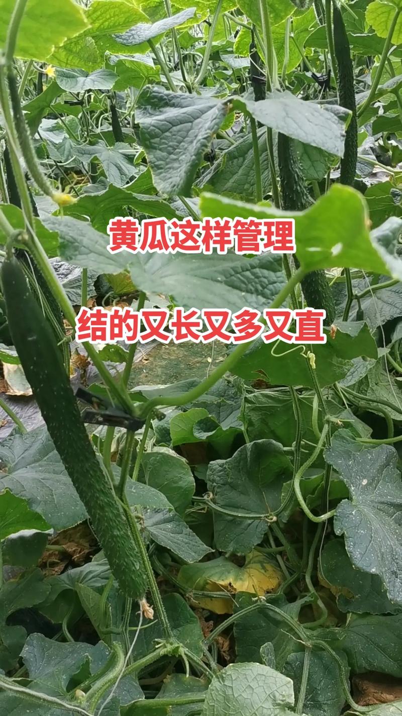 盆栽黄瓜的种植方法，盆栽黄瓜的种植方法和管理技术