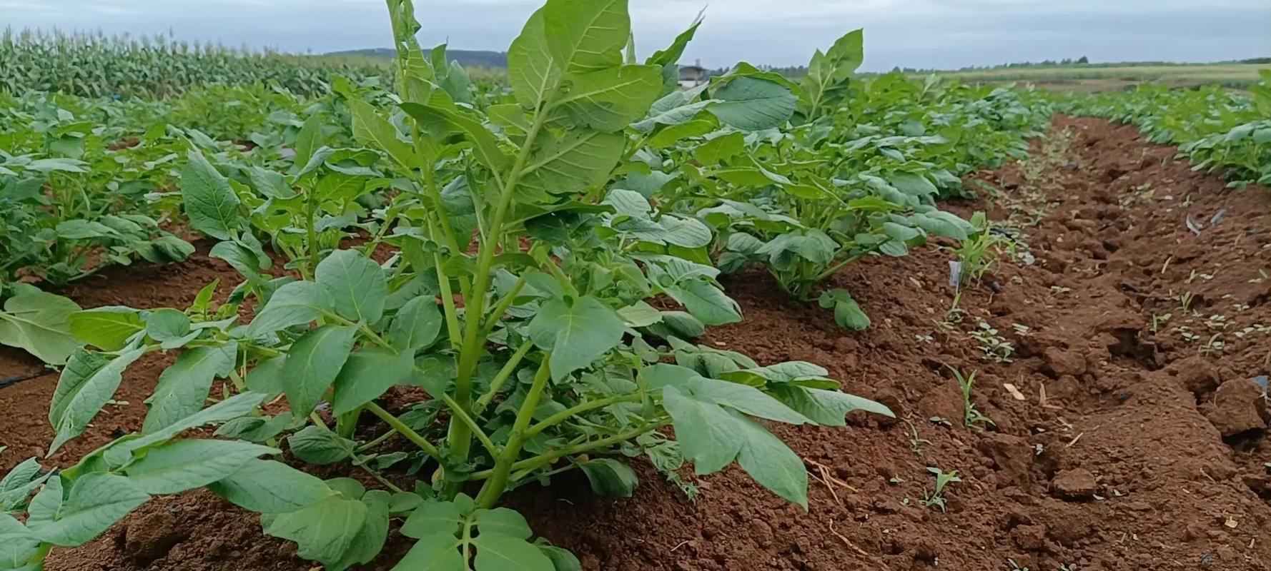 横州种植园出租最新信息-横县种植什么农作物