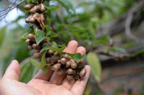 山药豆种植方法，山药豆种植方法与时间