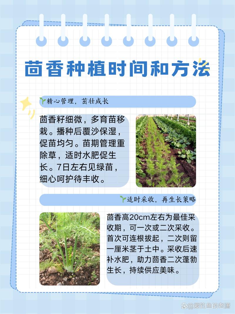 茴香的种植方法和时间，茴香的种植方法和时间介绍