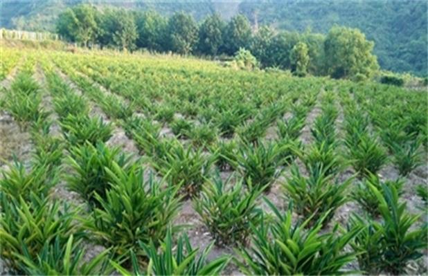 种植砂仁信息，种植砂仁的效益如何