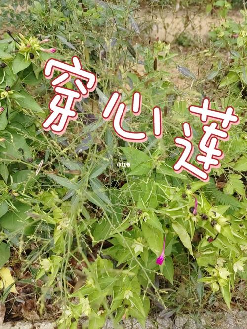 穿心莲的种植方法，穿心莲的种植方法和养护