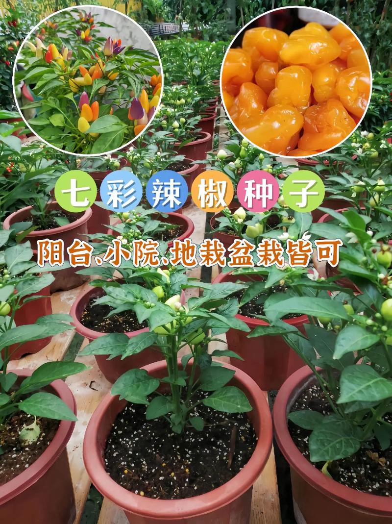 七彩辣椒种植方法，七彩辣椒种植方法视频