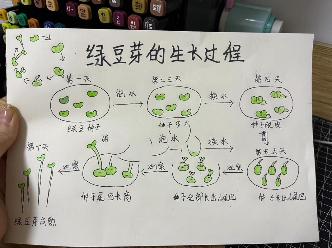 绿豆芽怎么种植方法，绿豆芽怎么种植方法如下