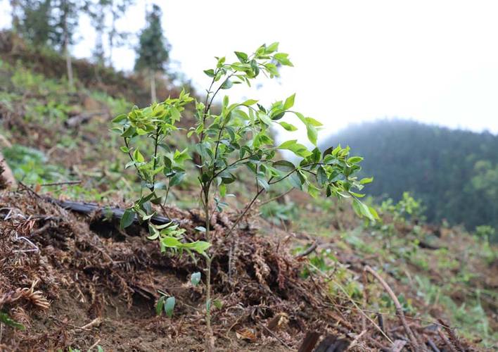 油茶树的种植方法，油茶树的种植方法和管理