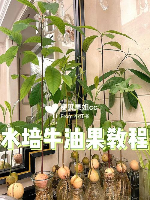 牛油果怎么种植方法，牛油果怎么种植方法视频