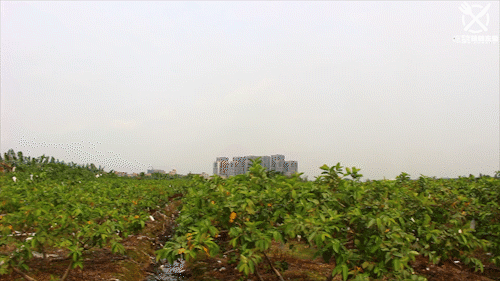 种植培训动态信息，种植培训动态信息怎么写