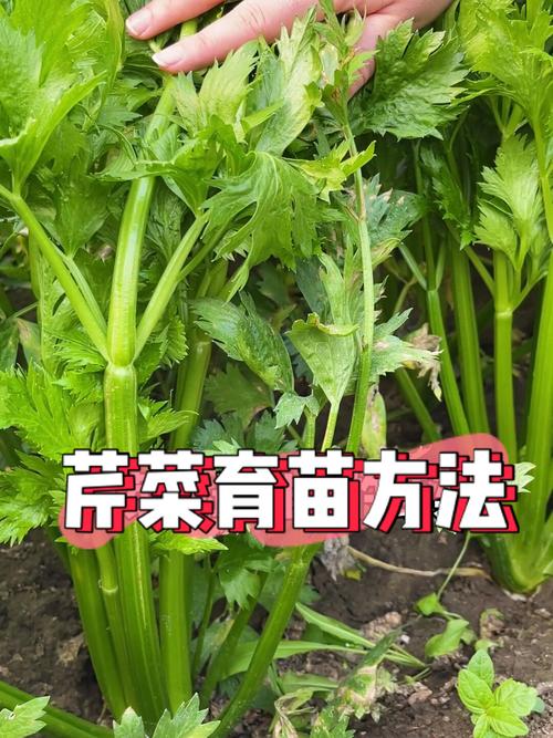 芹菜养殖方法，芹菜养殖方法和注意事项