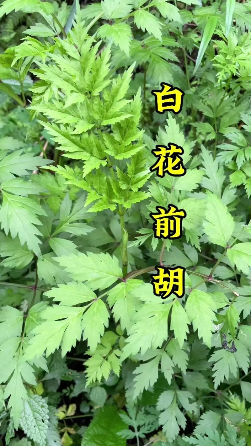 白花前胡种植方法-白花前胡种植高产技术