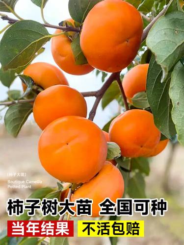 北方柿饼种植方法-北方柿子