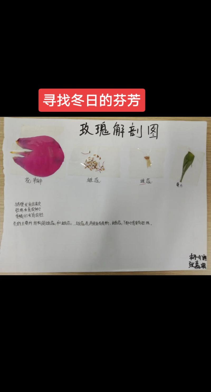 花卉基础知识讲解，花卉基础知识讲解视频