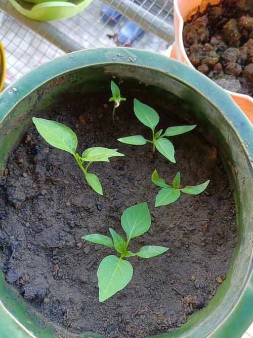 朝天椒种植时间和方法，朝天椒种植时间和方法视频