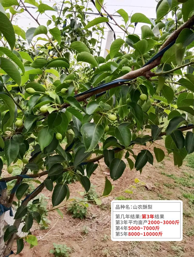 酥梨种植培训信息，酥梨种植培训信息怎么写