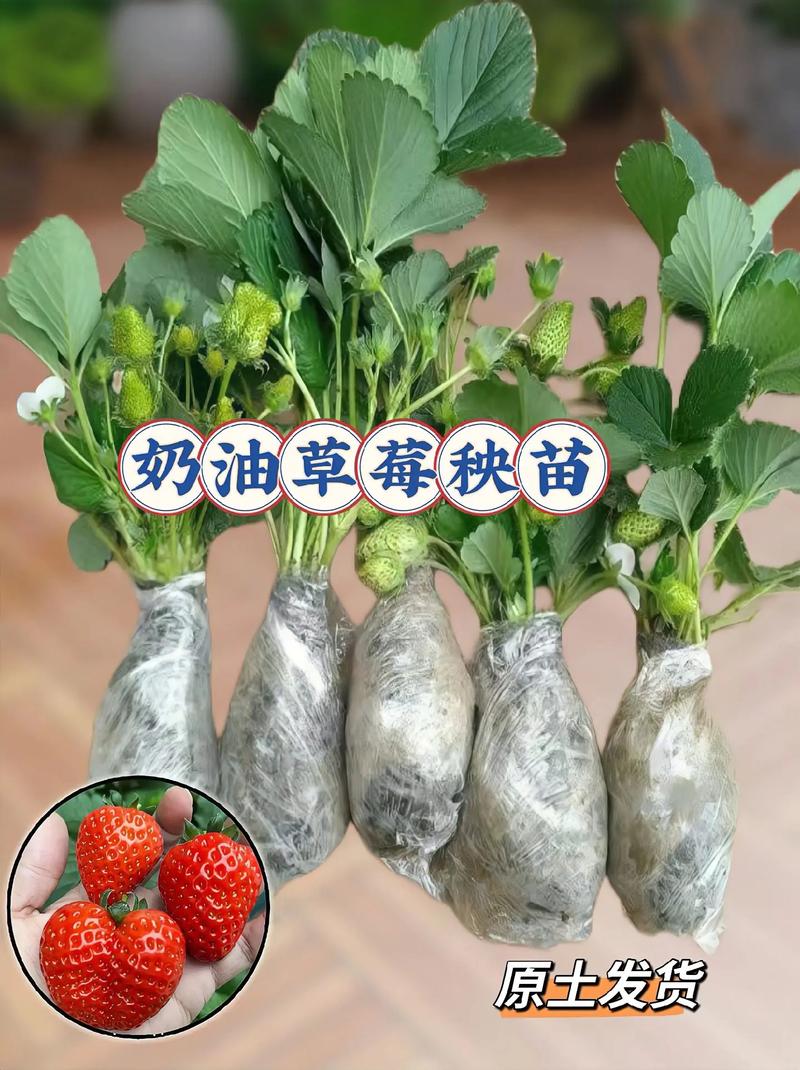 奶油草莓的种植方法，奶油草莓的种植方法和技术