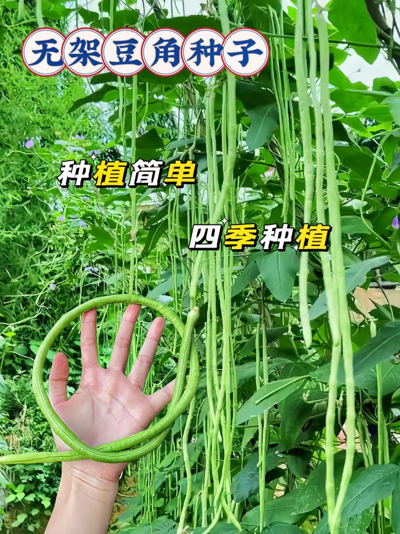 豇豆的种植时间和方法，豇豆的种植时间和方法山东地区