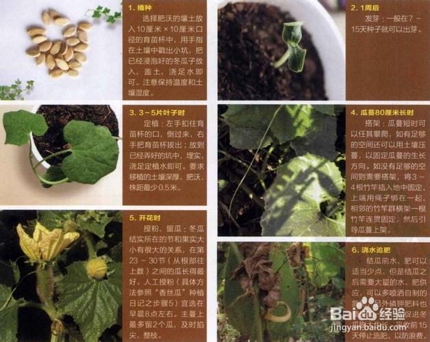 冬瓜的种植方法和时间，冬瓜的种植方法和时间温度