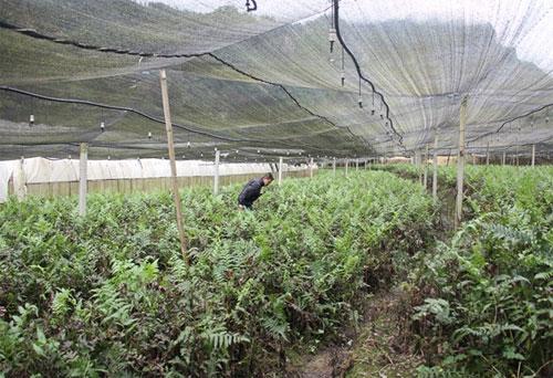 蕨菜的种植方法，蕨菜的种植方法视频