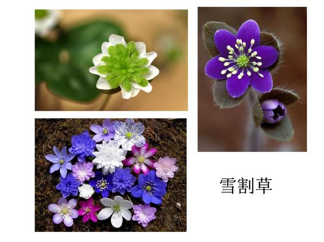 花卉基础知识讲ppt，花卉学课件