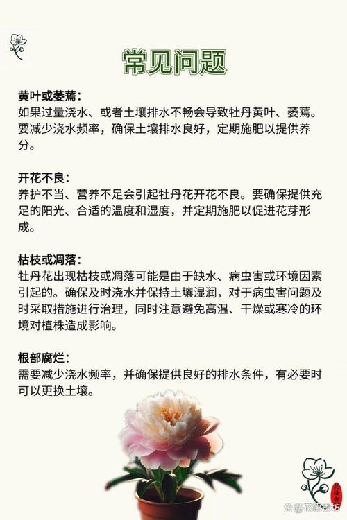 花卉管理知识大全-花卉管理与养护工作内容