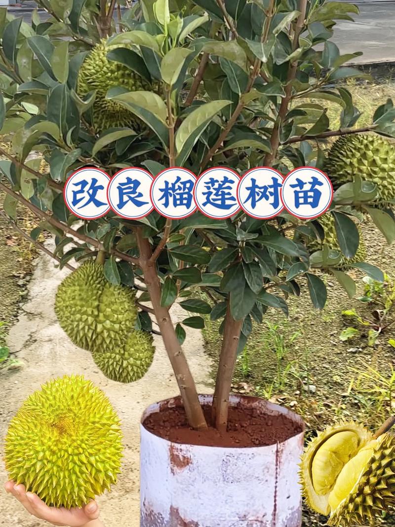 石榴树怎么种植方法，石榴树怎么种植方法图片