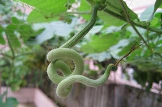 蛇瓜的种植方法，蛇瓜的种植方法和时间视频