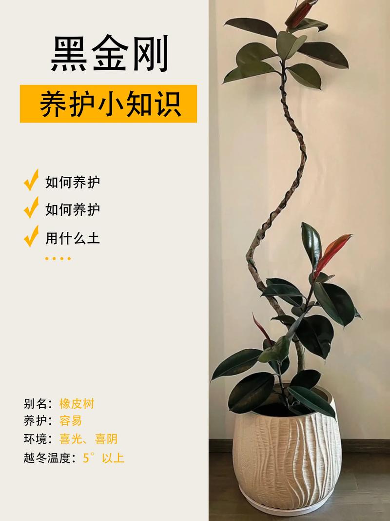 橡皮树的种植方法，橡皮树的种植方法及养护