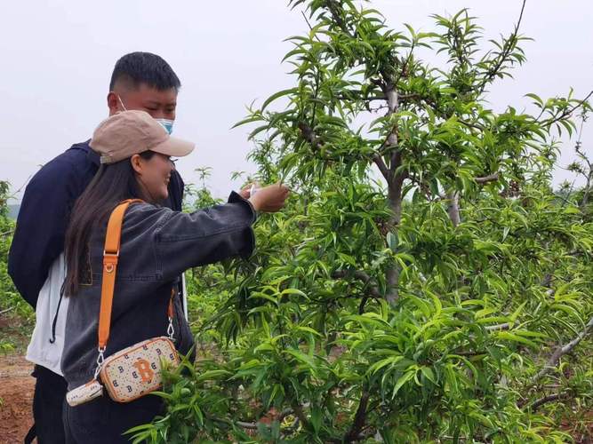 桃树的种植方法和管理，桃树的种植方法和管理技术