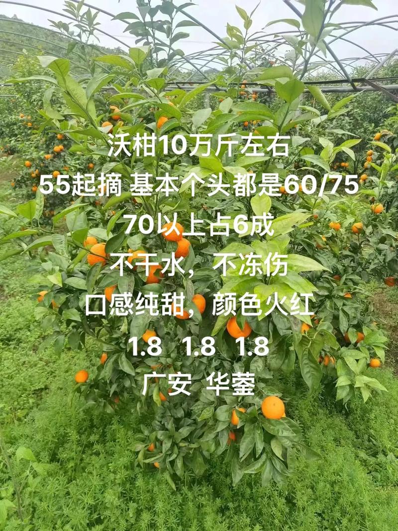 沃柑种植信息，沃柑种植信息查询