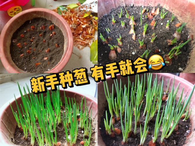 小葱如何种植方法，小葱如何种植方法视频