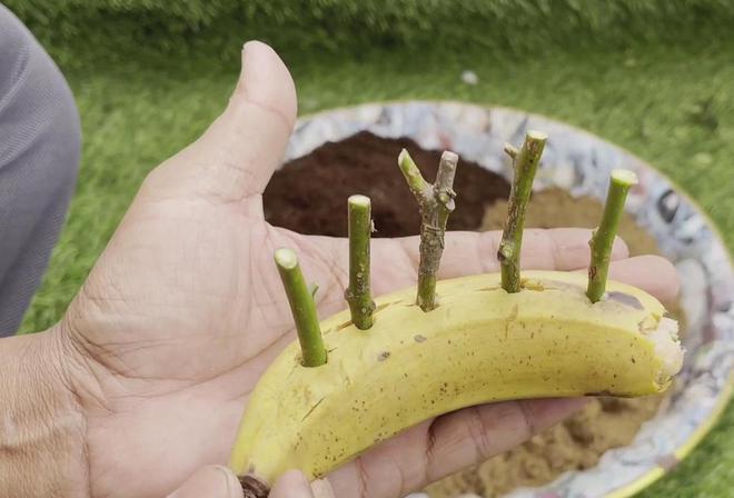 香蕉盆栽种植方法，香蕉盆栽种植方法视频