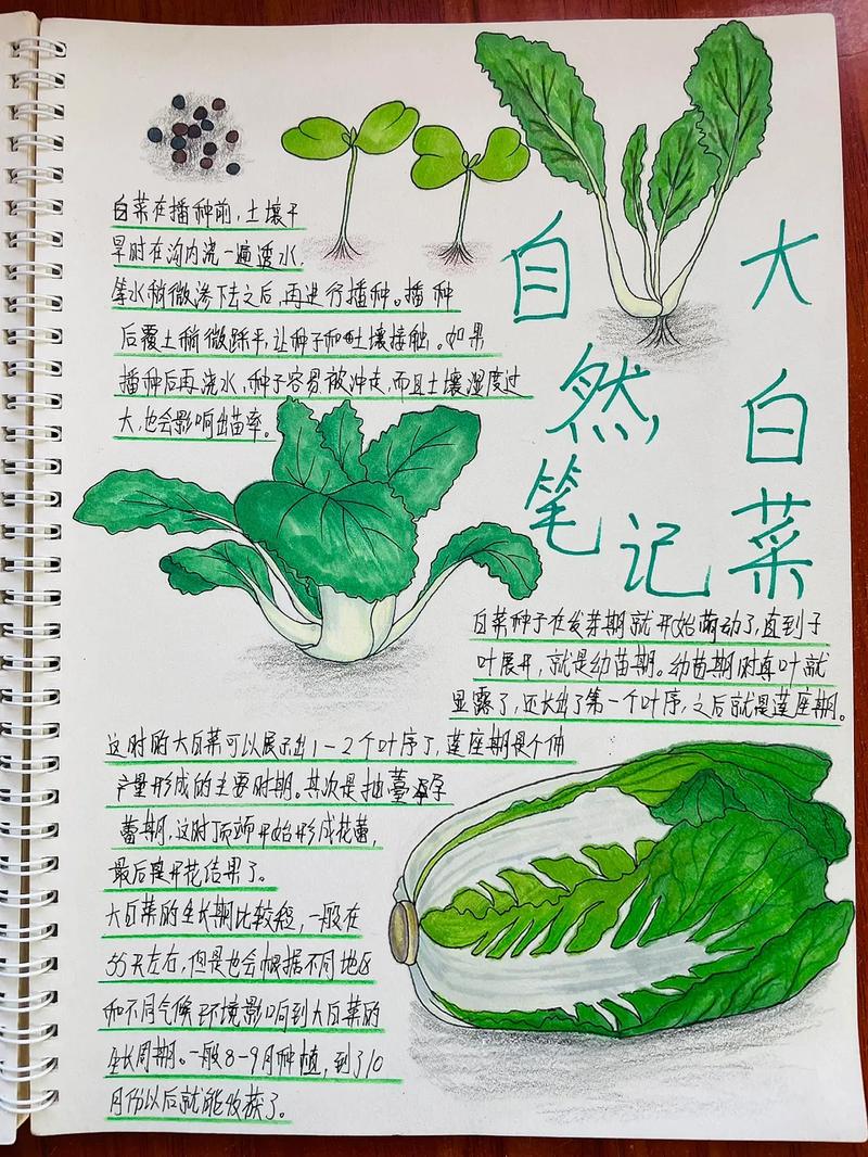 白菜的种植方法和步骤，白菜的种植方法和步骤图片