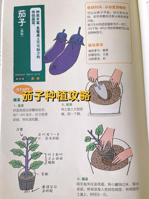 种植茄子方法，种植茄子方法步骤