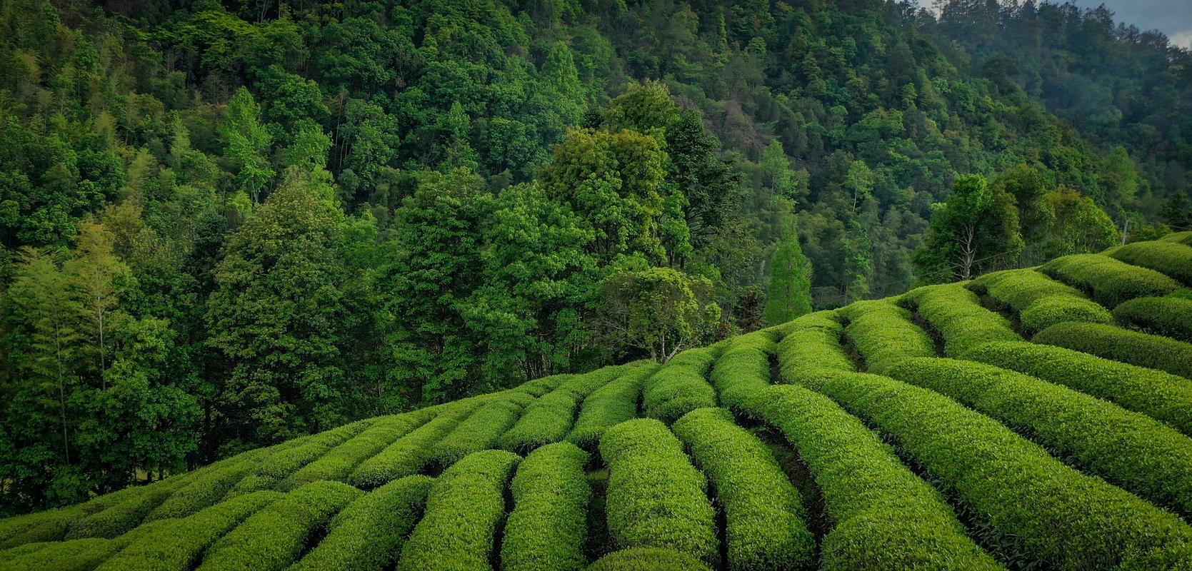 茶园种植出售信息网最新-茶园种植管理技术