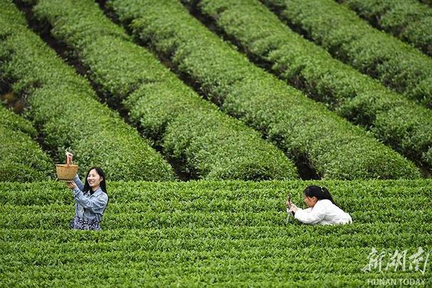 茶园种植出售信息网最新-茶园种植管理技术