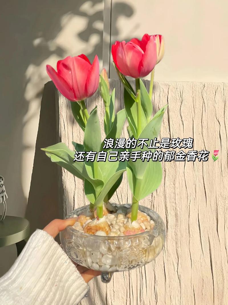 花卉知识分享音乐赚钱文案，花卉的音乐