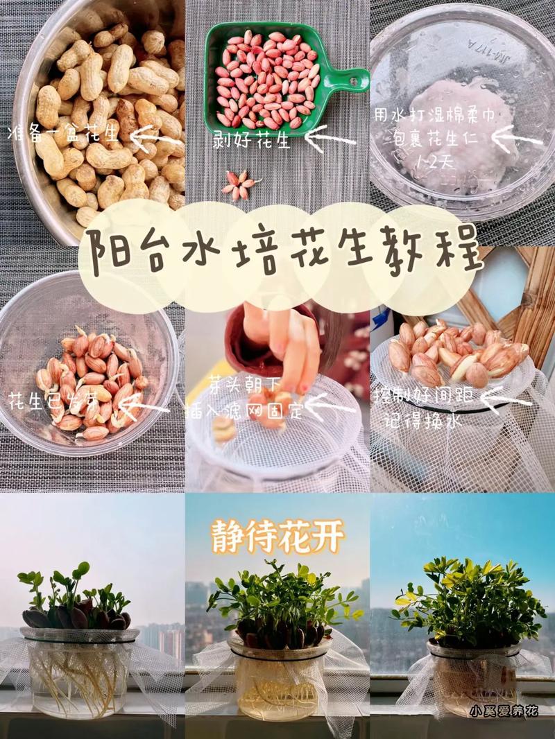 花生盆栽的种植方法，花生盆栽的种植方法图解