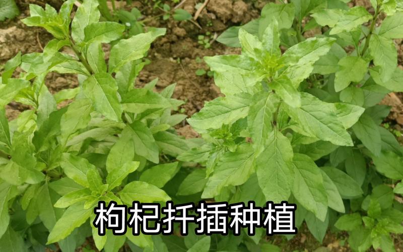 枸杞如何种植方法，枸杞如何种植方法视频