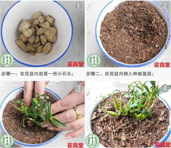 石斛枯木种植方法-石斛枯木种植方法视频