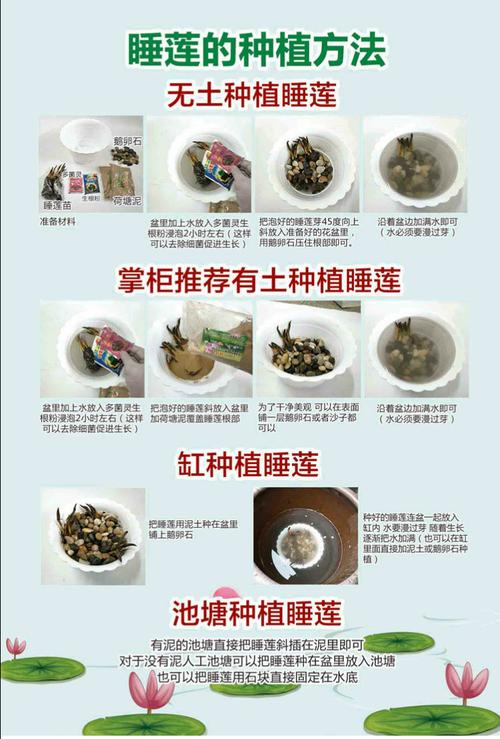 睡莲根块的种植方法，睡莲根块的种植方法和注意事项