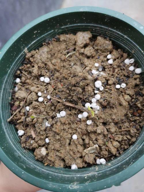 栀子花种子种植方法，栀子花种子种植方法全过程