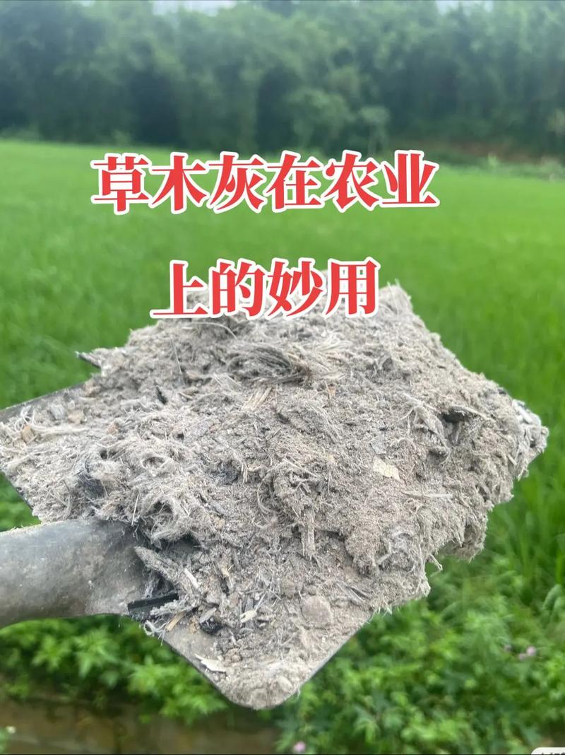 种植葡萄可以用草木灰吗，种植葡萄可以用草木灰吗视频