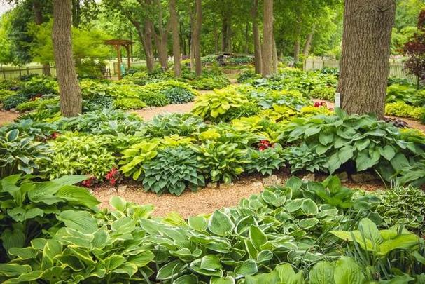 澳洲耐阴花草木材种植基地，澳洲耐阴花草木材种植基地在哪里