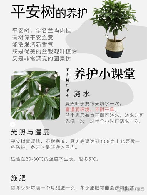 平安树的种植方法，平安树的种植方法及养护