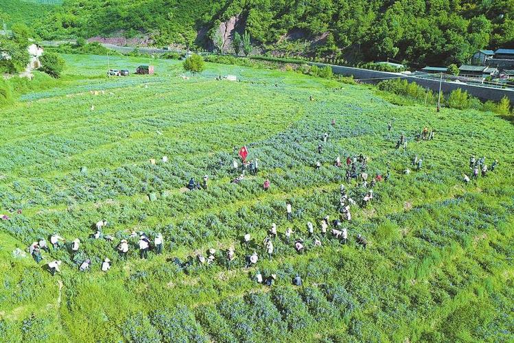 兰坪县草木种植农民专业合作社，兰坪县草木种植农民专业合作社地址