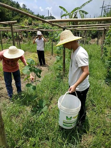 种植丝瓜可以用草木灰吗，种植丝瓜可以用草木灰吗视频