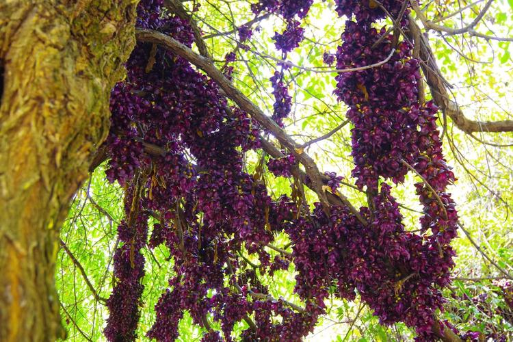 油麻藤种植方法，油麻藤种植方法和时间