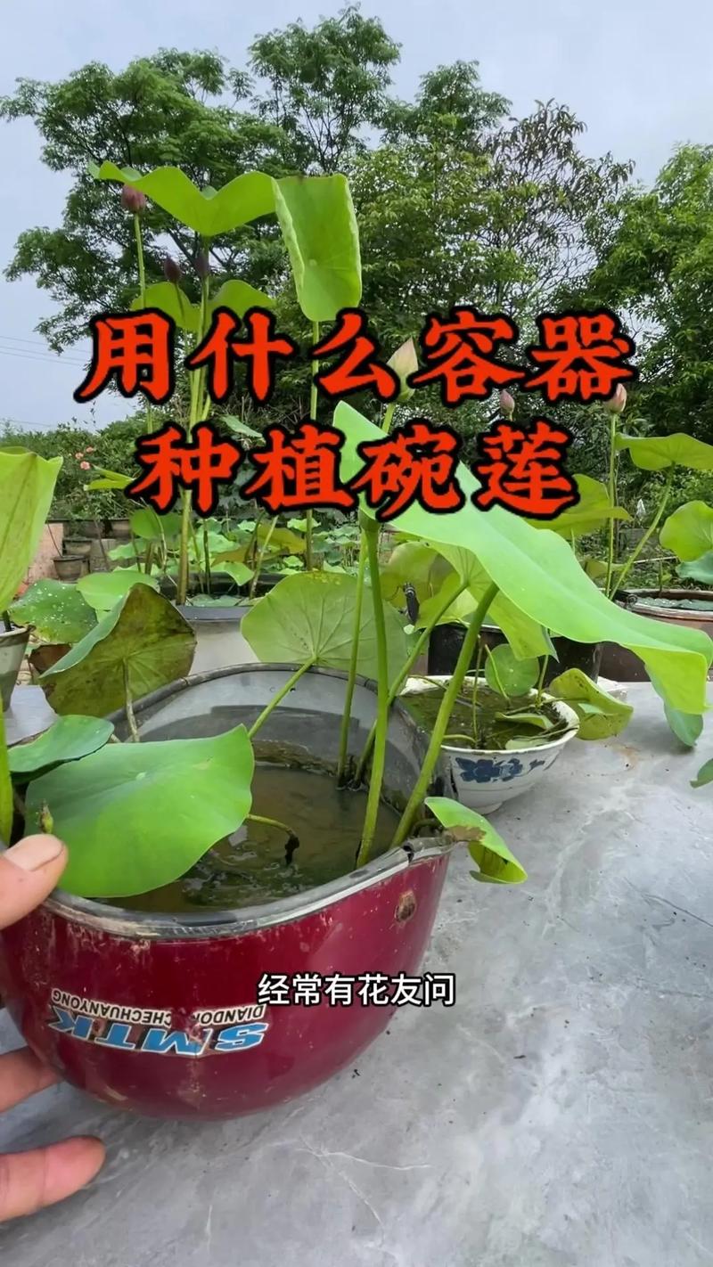 碗莲的种植方法土培，碗莲的种植方法土培视频