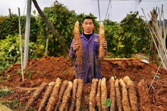 山药如何种植方法，山药如何种植方法和技术