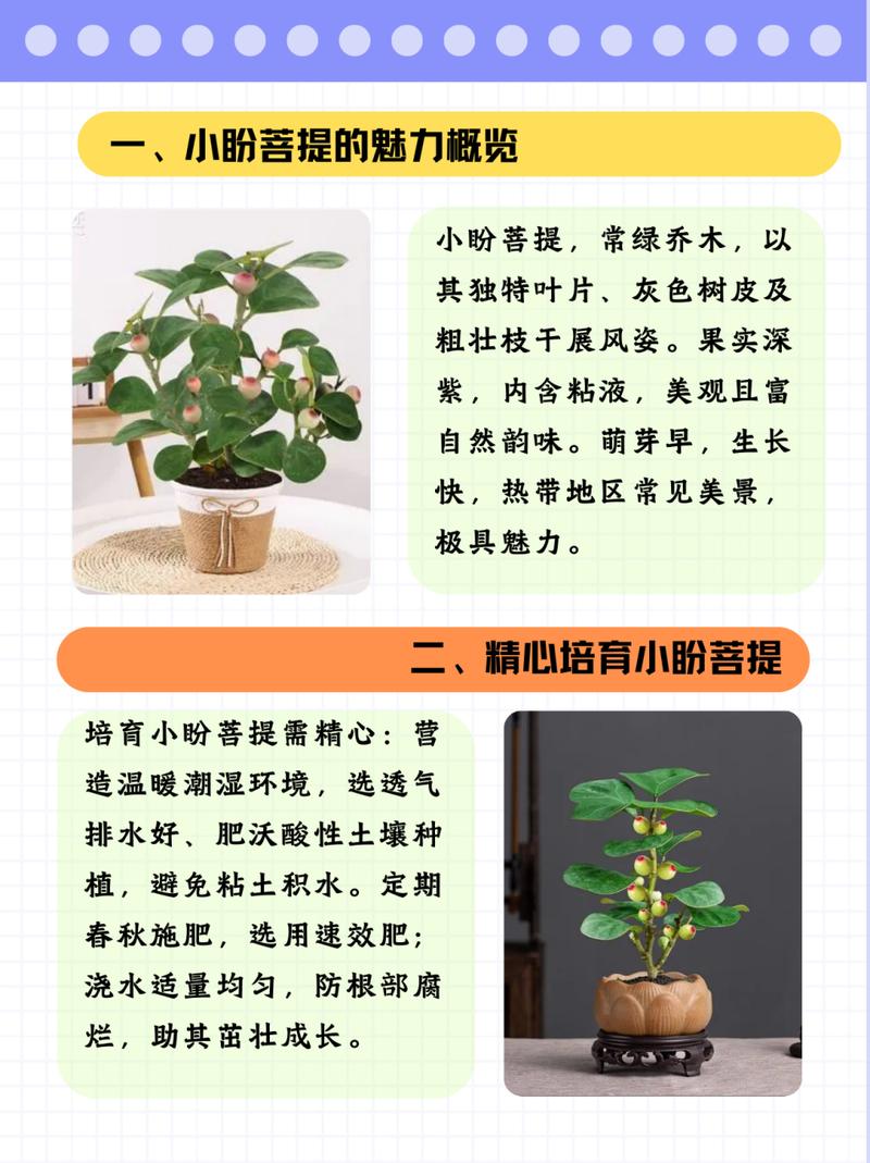 菩提树养殖方法，菩提树养殖方法和注意事项视频讲解下载